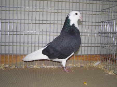 Birminghamský kotrmeliak - Jozef Koreň